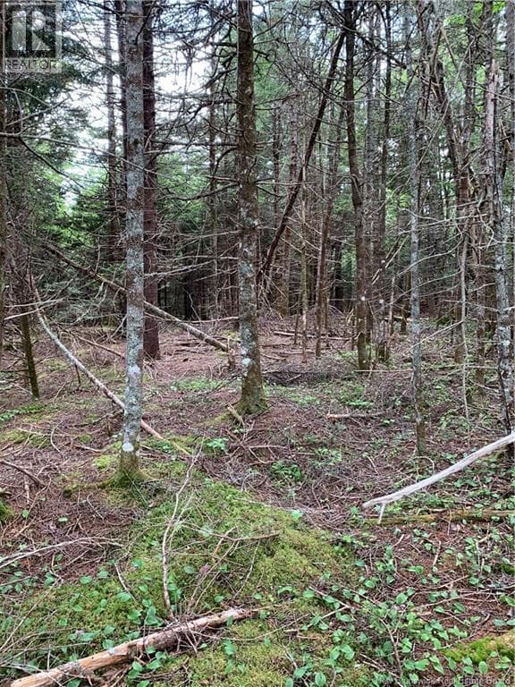 Lot 15-B Burchills Flats, photo 5