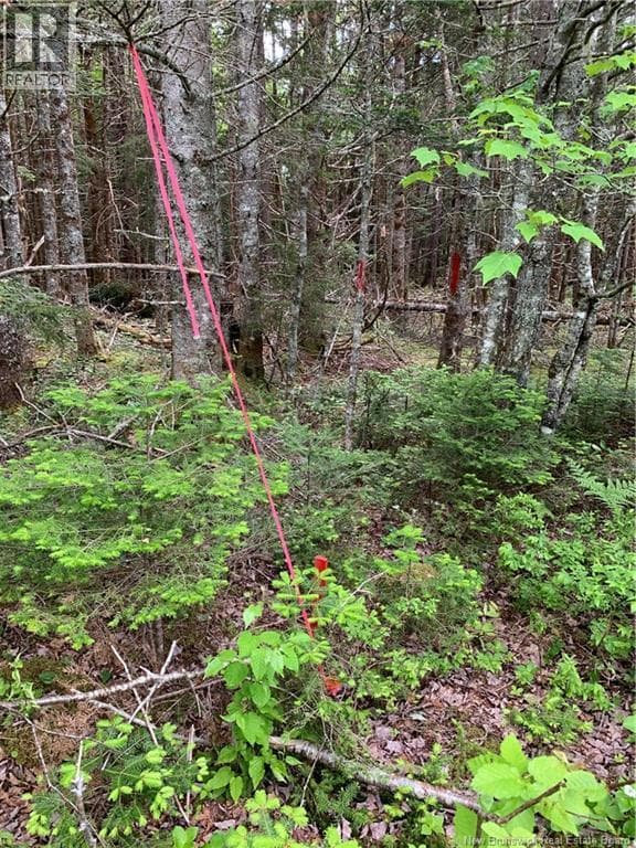 Lot 15-B Burchills Flats, photo 8